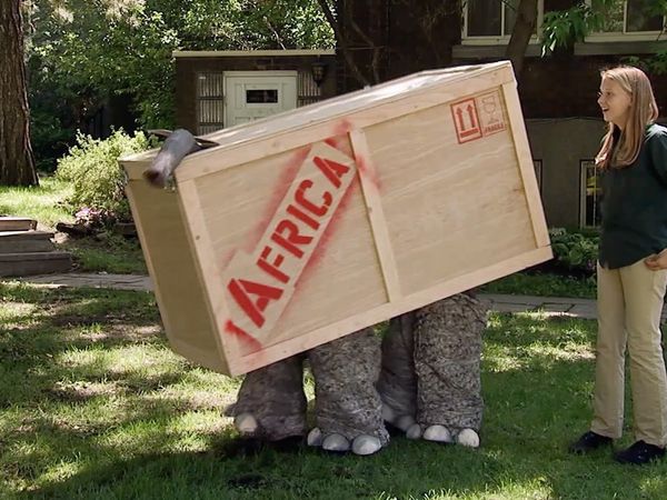 Just Kidding - Elefante en la caja