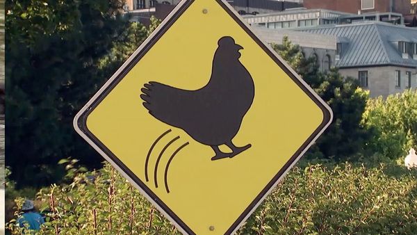 Just Kidding - Cruce de pollo volador