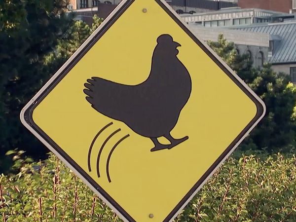 Just Kidding - Cruce de pollo volador