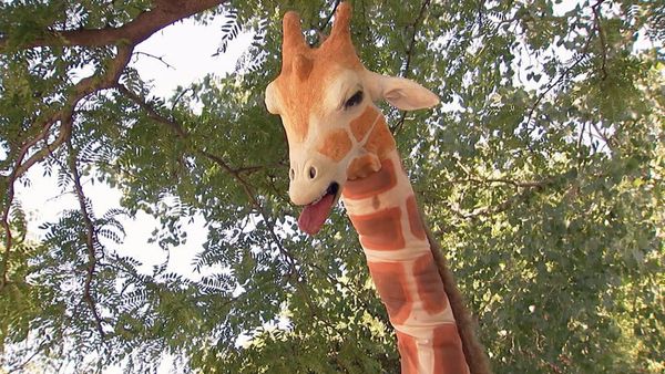Just Kidding - Piada de girafa