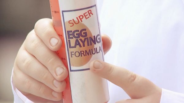 Just Kidding - Capa de huevos extrema
