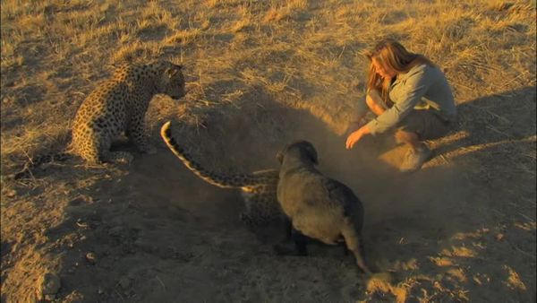 Orphelins de la nature - Les léopards quittent le nid