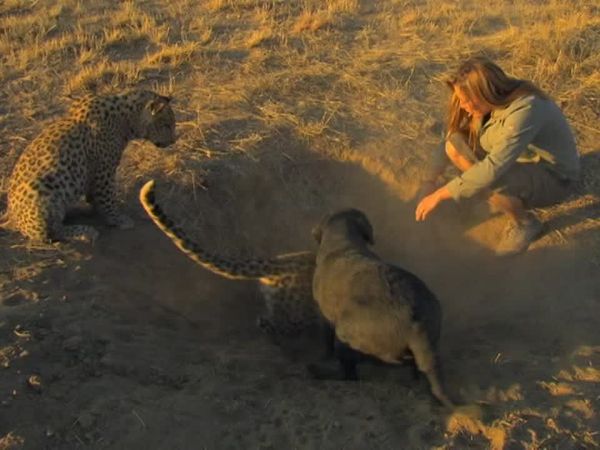 Orphelins de la nature - Les léopards quittent le nid
