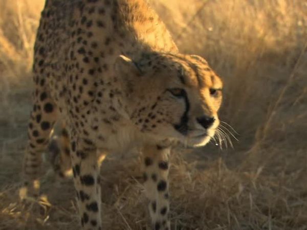 Orphelins de la nature - Un lycaon en danger
