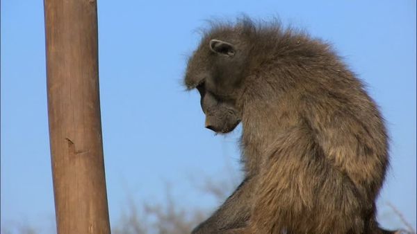 Orphelins de la nature - À la recherche du léopard