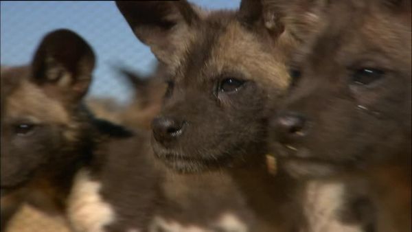 Orphelins de la nature - Chiots sauvages