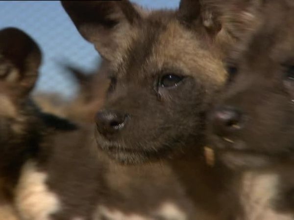 Orphelins de la nature - Chiots sauvages