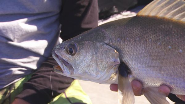 IFISH - Mulloway - Botany Bay, NSW