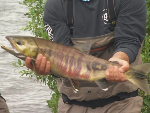 IFISH - ATA Lodge, Alagnak River, Alaska