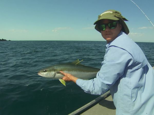 IFISH - Yellowtail Kingfish, Jervis Bay, NSW