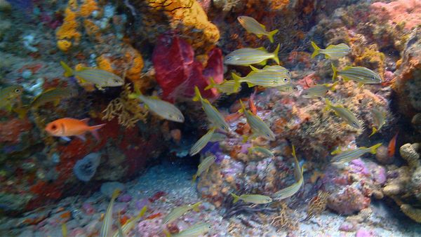 Into The Drink - Dominica Part 1