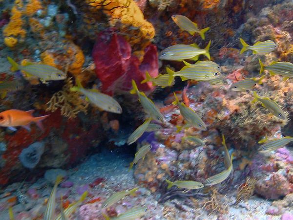 Into The Drink - Dominica Part 1