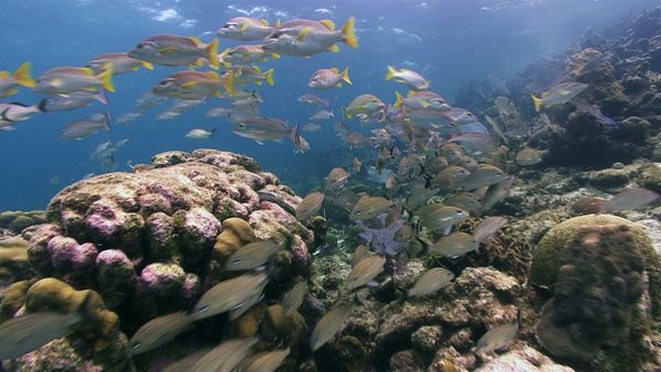 Into The Drink - Belize