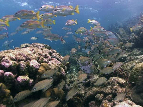 Into The Drink - Belize