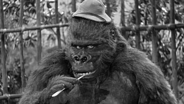 The Abbott and Costello Show - Safari