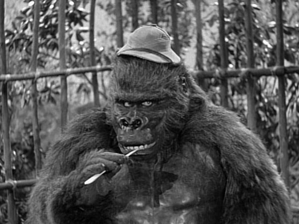 The Abbott and Costello Show - Safari