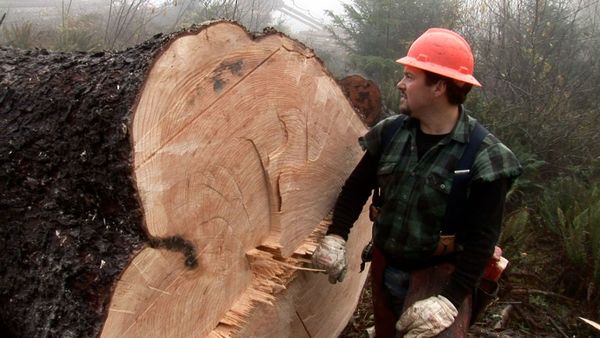 Ax Men - Loggers Under Fire