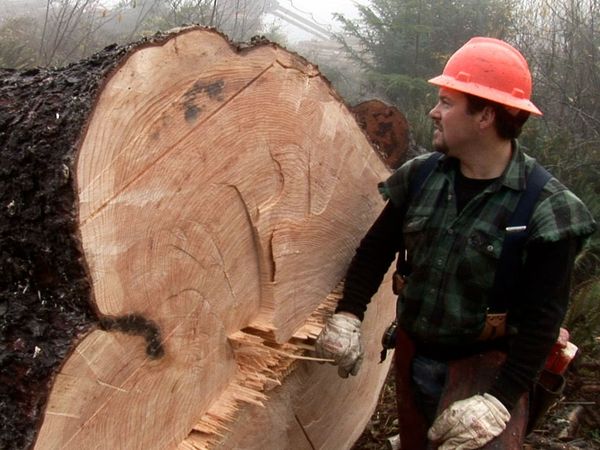 Ax Men - Loggers Under Fire
