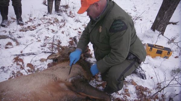 Wardens - Elk Fever