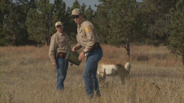 Wardens - Operation Antelope Dummy