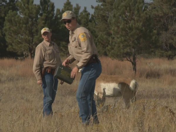 Wardens - Operation Antelope Dummy