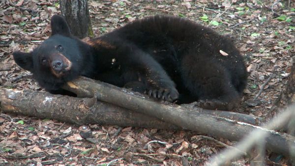 Wardens - Bears in the U.P.