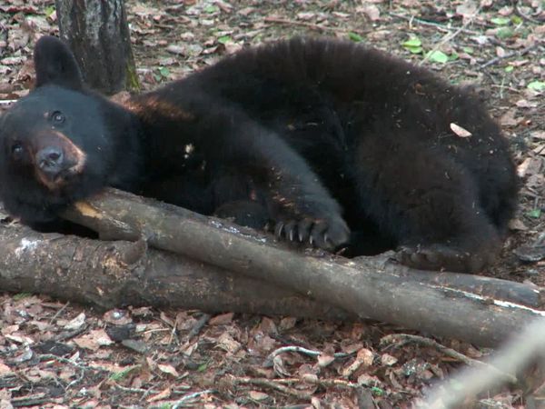 Wardens - Bears in the U.P.