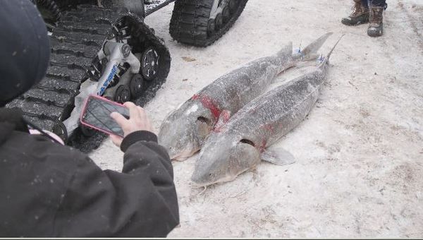Wardens - Sturgeon Spearing