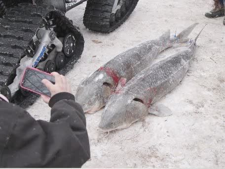 Wardens - Sturgeon Spearing