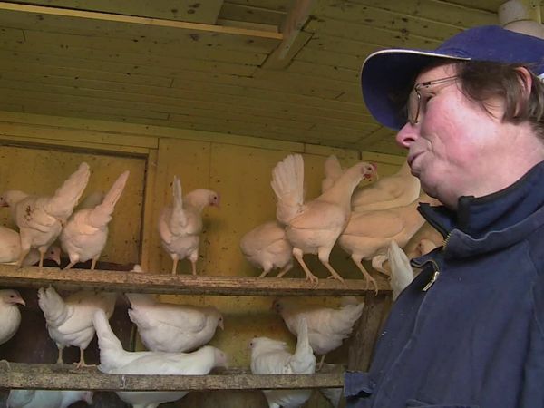 Épicerie Fine - Le aggöst suédois
