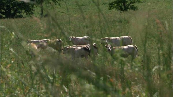Épicerie Fine - Le boeuf charolais