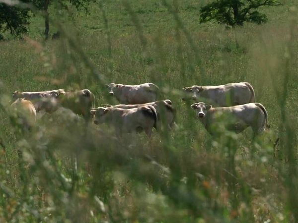 Épicerie Fine - Le boeuf charolais