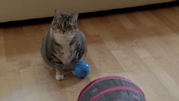 Psycho Kitty - The Purrrfect Couple