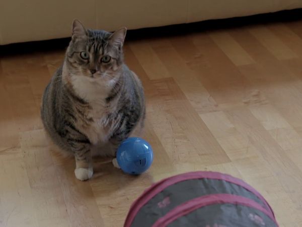 Psycho Kitty - The Purrrfect Couple