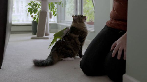 Psycho Kitty - The Toothy Tabby