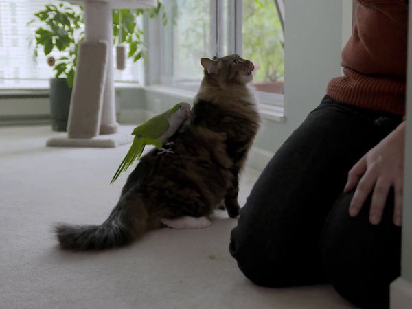 Psycho Kitty - The Toothy Tabby