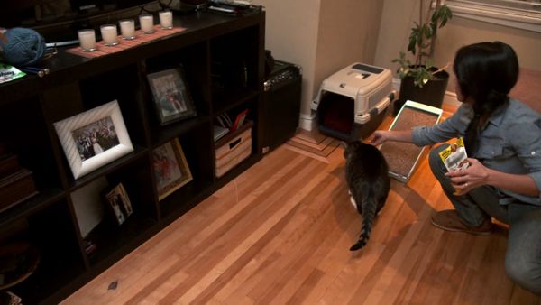 Psycho Kitty - Terrified and Territorial