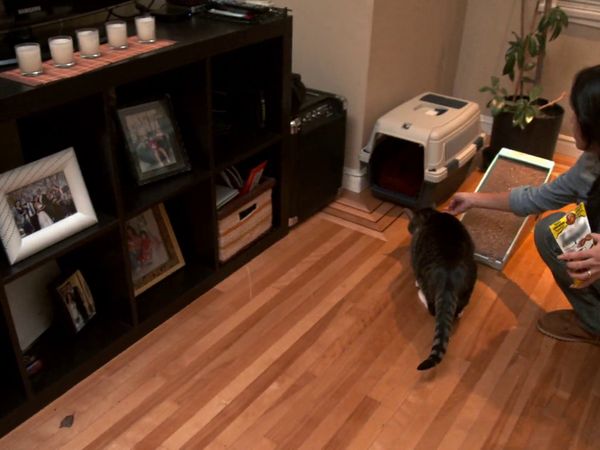 Psycho Kitty - Terrified and Territorial