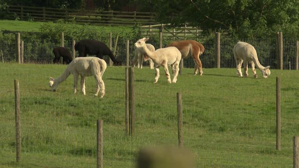 The Yorkshire Vet - Episode 10