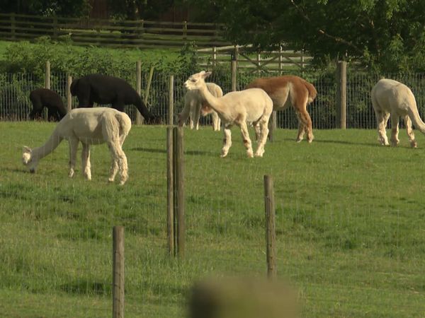 The Yorkshire Vet - Episode 10