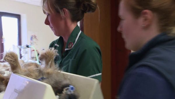 The Yorkshire Vet - Episode 4