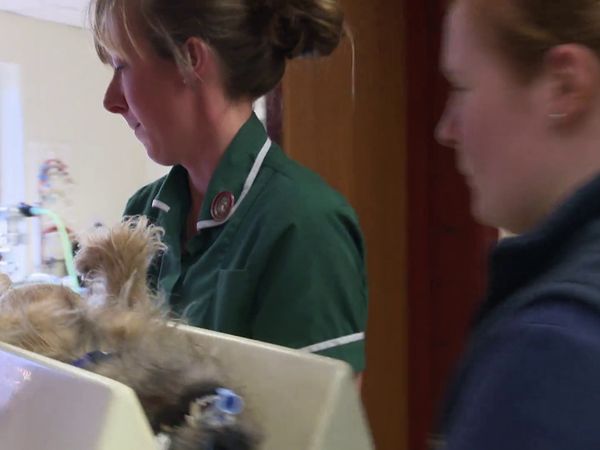 The Yorkshire Vet - Episode 4