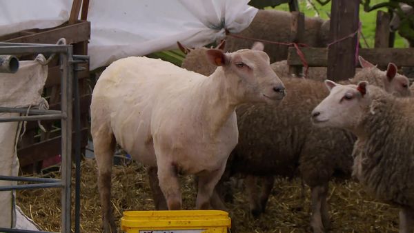 The Yorkshire Vet - At The Great Yorkshire Show