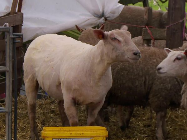 The Yorkshire Vet - At The Great Yorkshire Show