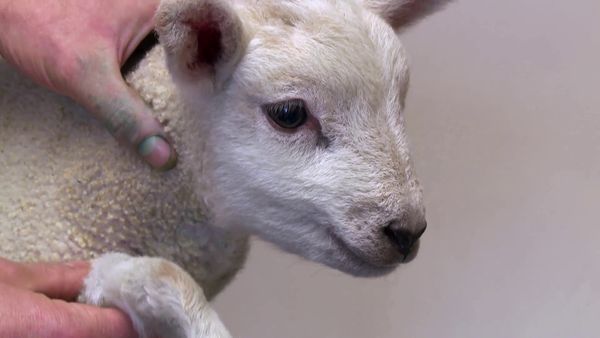 The Yorkshire Vet - A 5 Legged Lamb and Other Curious Creatures