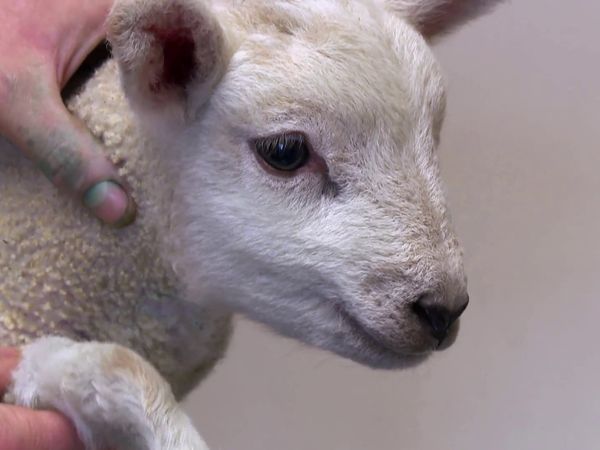 The Yorkshire Vet - A 5 Legged Lamb and Other Curious Creatures