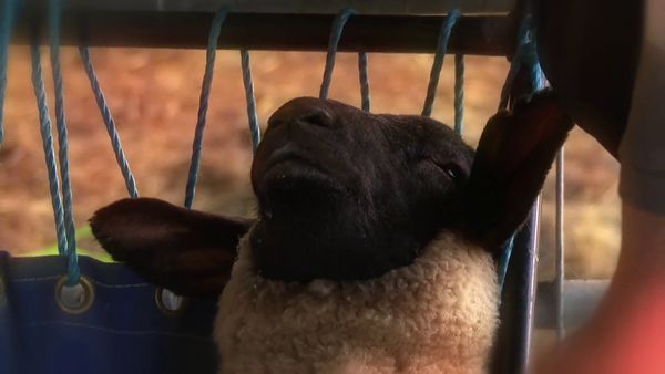 The Yorkshire Vet - Episode 7