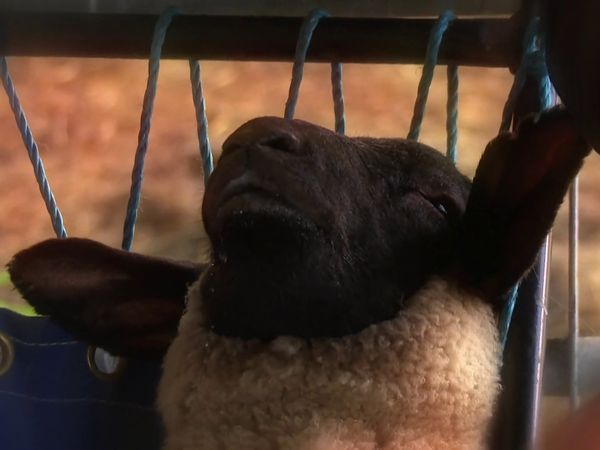 The Yorkshire Vet - Episode 7