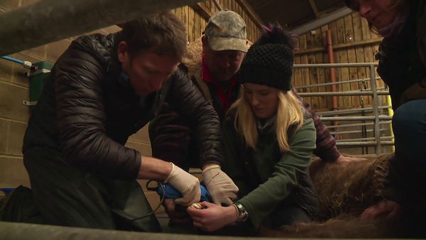 The Yorkshire Vet - Episode 4