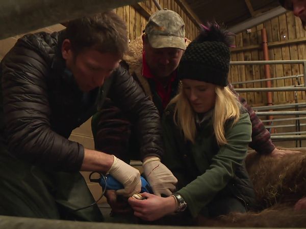 The Yorkshire Vet - Episode 4
